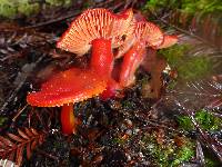 Hygrocybe coccinea image