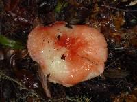 Russula cremoricolor image