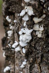 Schizophyllum commune image