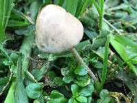 Conocybe apala image