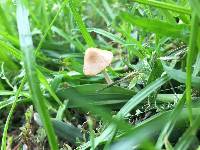 Conocybe apala image