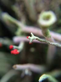 Cladonia macilenta image