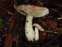 Russula cremoricolor image