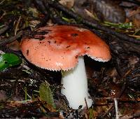 Russula cremoricolor image