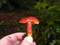 Hygrocybe coccinea image