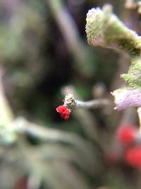 Cladonia macilenta image