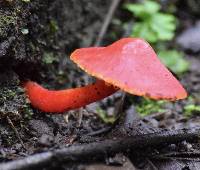 Hygrocybe coccinea image