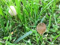 Conocybe apala image