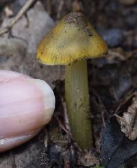 Hygrocybe singeri image