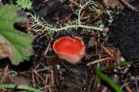 Sarcoscypha coccinea image