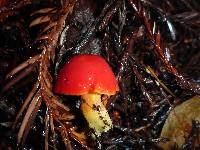 Hygrocybe laetissima image