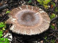 Amanita pekeoides image