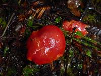 Hygrocybe coccinea image
