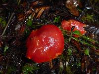 Hygrocybe coccinea image