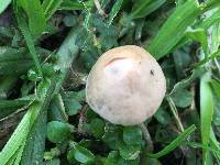 Conocybe apala image