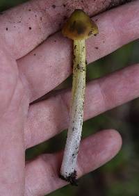 Hygrocybe singeri image