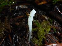 Clavaria falcata image