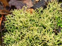 Cladonia furcata image