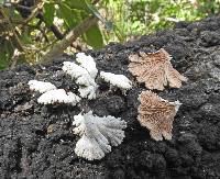 Schizophyllum commune image