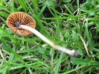 Conocybe apala image