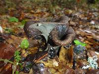 Craterellus cornucopioides image