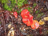 Hygrocybe coccinea image