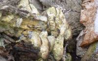 Laetiporus sulphureus image