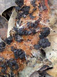 Lactarius rufulus image