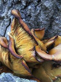 Omphalotus olivascens image