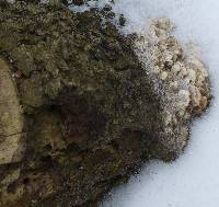 Trametes versicolor image