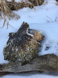 Polyporus squamosus image