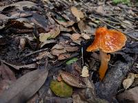 Hygrocybe psittacina var. psittacina image