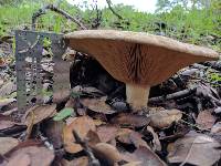 Lactarius argillaceifolius var. megacarpus image