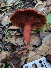 Lactarius rufulus image