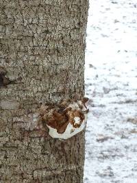 Pleurotus ostreatus image