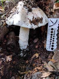 Amanita ocreata image