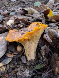 Cantharellus californicus image