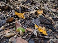 Cantharellus californicus image