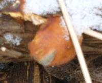 Flammulina velutipes image