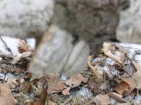 Fomes fomentarius image