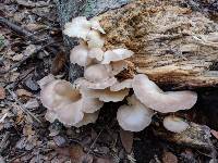 Pleurotus ostreatus image