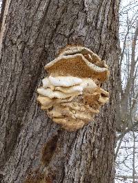 Laetiporus conifericola image