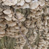 Trametes versicolor image