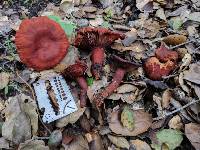 Lactarius rufulus image