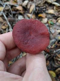 Lactarius rufulus image