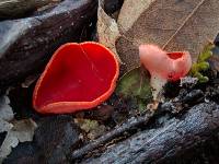 Sarcoscypha coccinea image