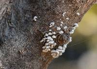 Schizophyllum commune image