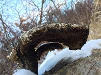 Polyporus squamosus image