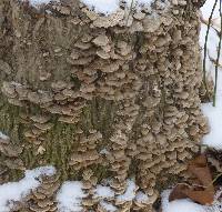 Trametes versicolor image