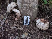 Chlorophyllum brunneum image